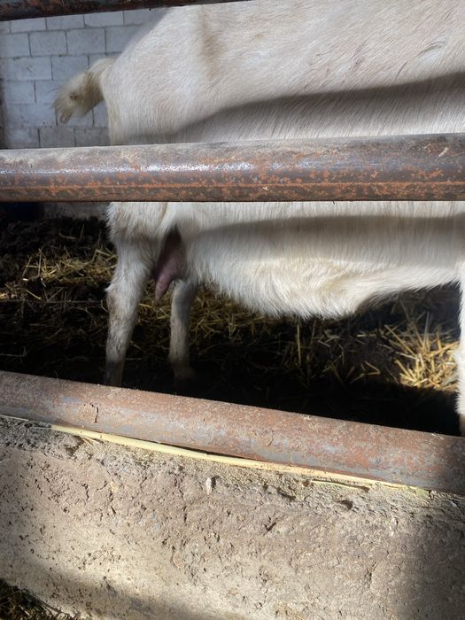 Продам коз молочный