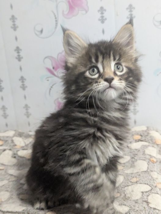 Мейн Кун Полидакт Бронь