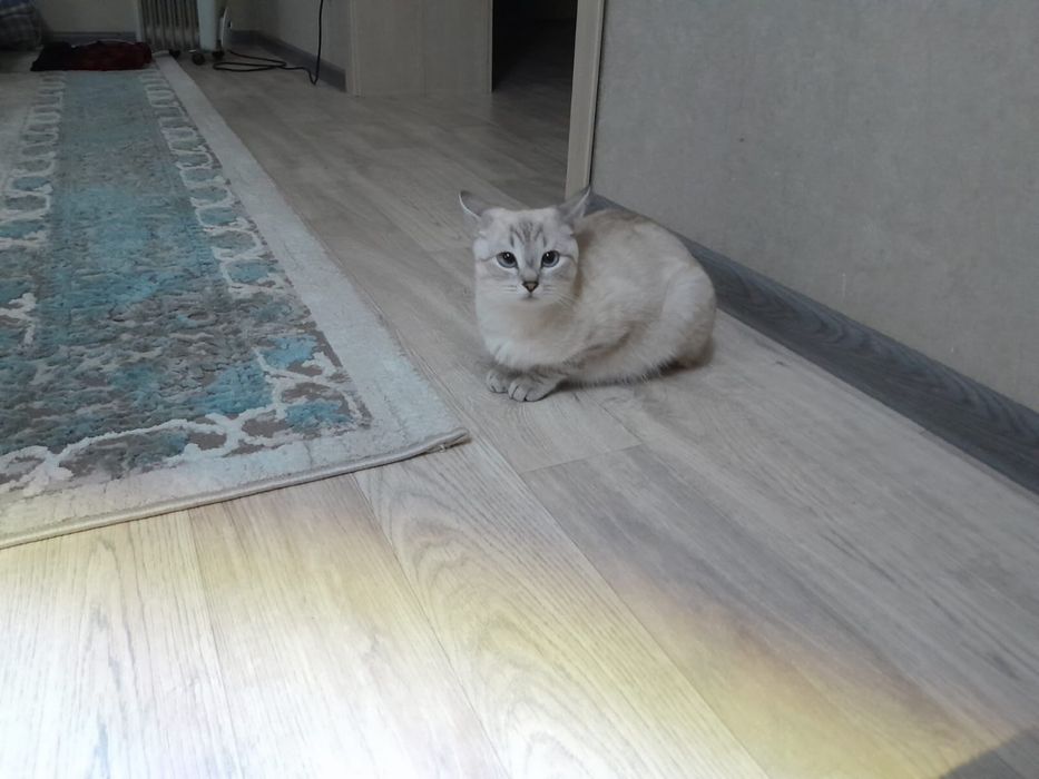 Отдам кошку в хорошие руки