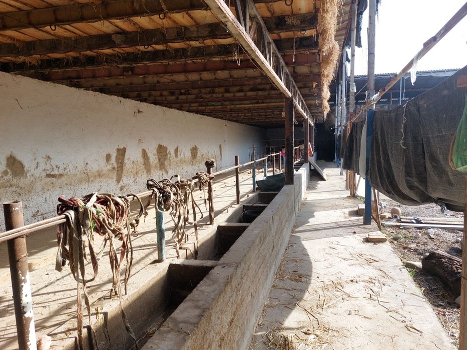 Tayor ferma sotiladi