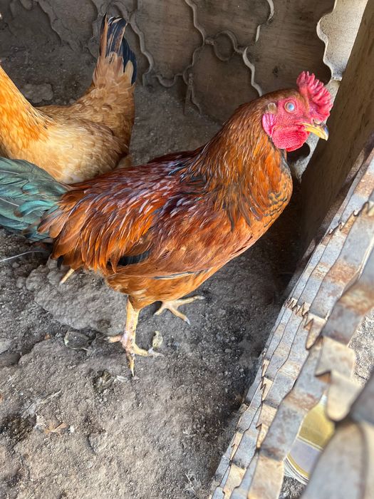 Продается  домашний петух