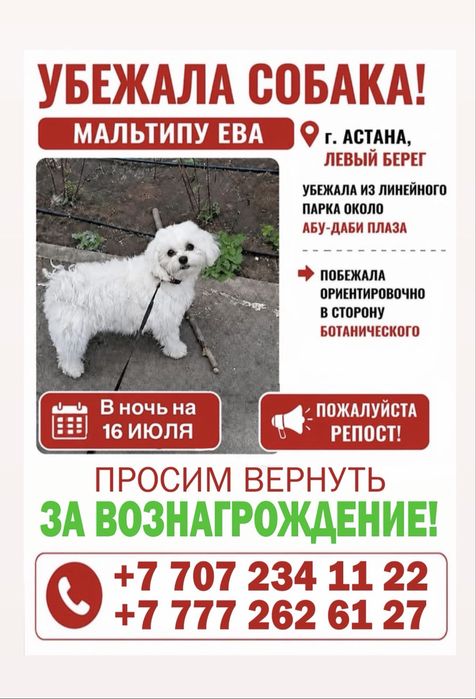 Потерялась собака