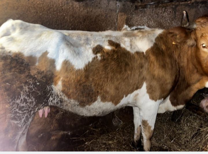 Vand vacă de a fata