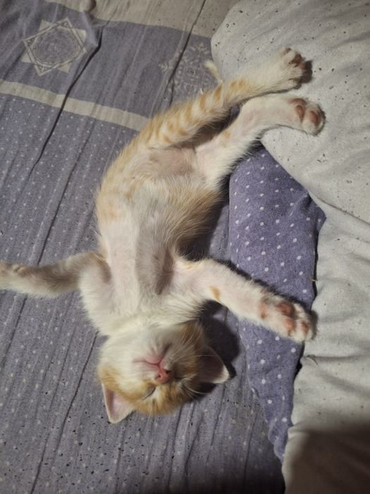 Отдам котят в добрые хорошие руки