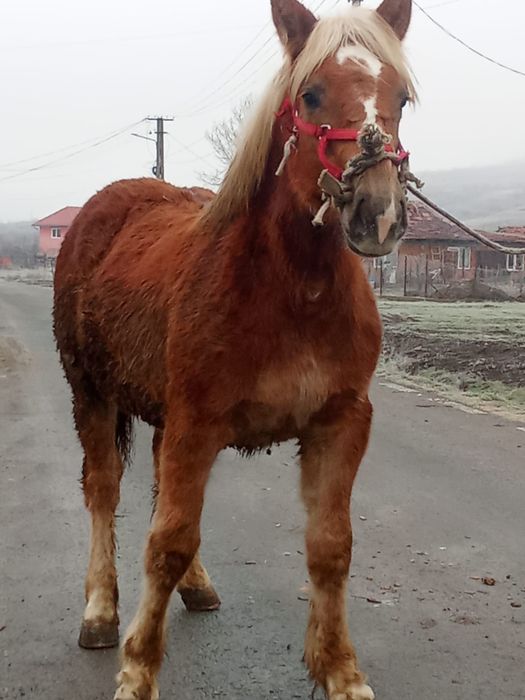 Vindem o manza frumoasa manza este grea este sarga cu coamele albe