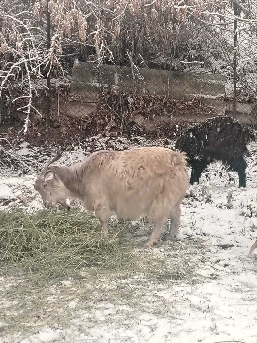 Буаз ешкі сатылады.