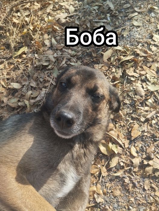 Отдам в добрые руки, собак