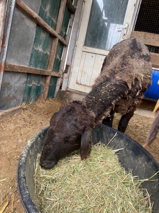 Кой уйдики.