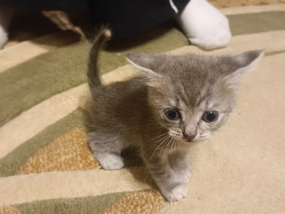 Котята в хорошие руки