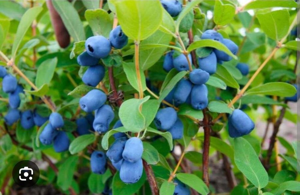 Жимолость jimolost