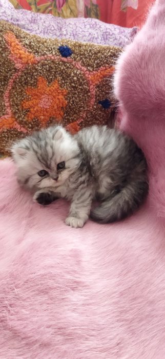 Шотландский котёнок