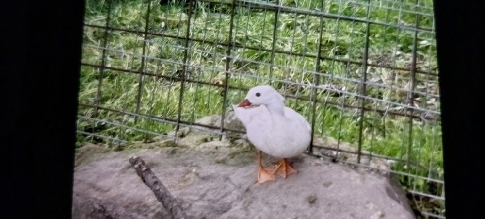 Vând rățoi mandarin alb