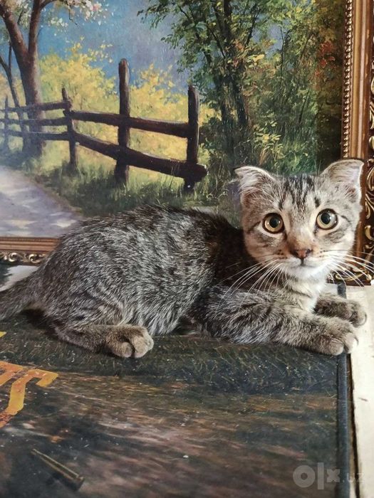 Котята в добрые руки Страйт и фолд..