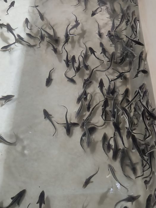 Продается малек осетра