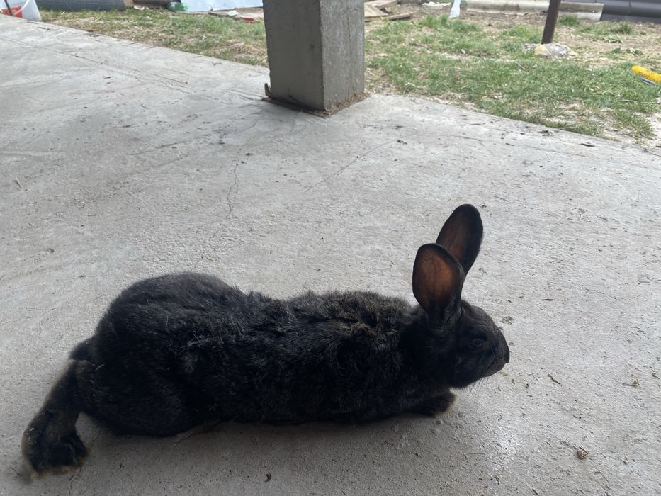 Vand 2 iepuroi belgieni