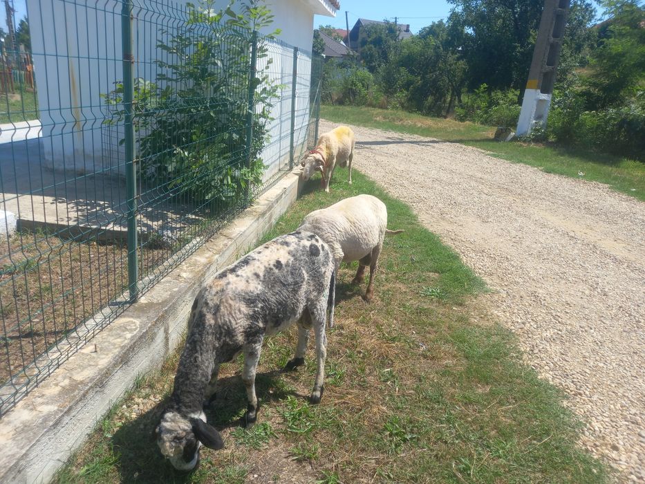 Berbec merinos de palas ruginiu, Berbec tigau florin si Berbec bulgaresc bel