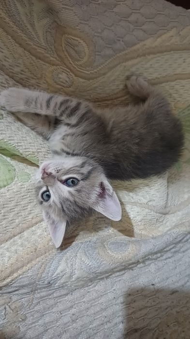 Котенок девочка 1,5 мес