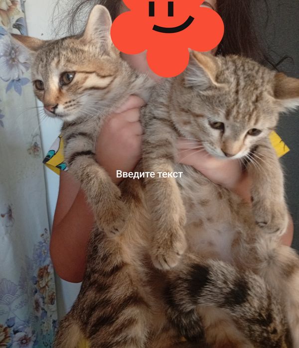 Отдам в хорошие руки котята