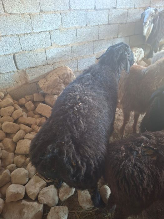 Секе 4 жасар қошқарлар 2 жасар 1 жасарлар