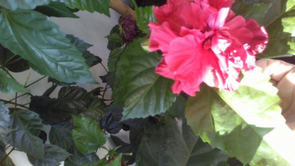 VAND Trandafir japonez!!