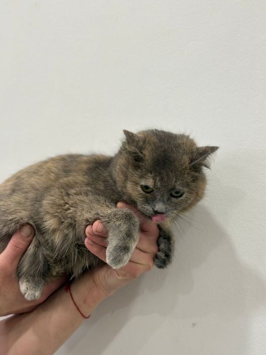 Отдам даром кошек