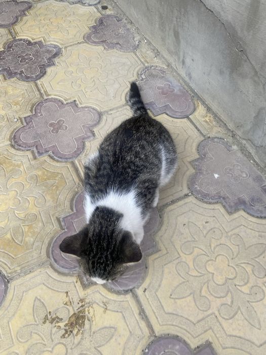 Котенок мальчик дворняшка