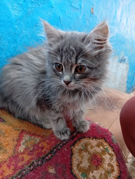 Отдам котят в добрые руки