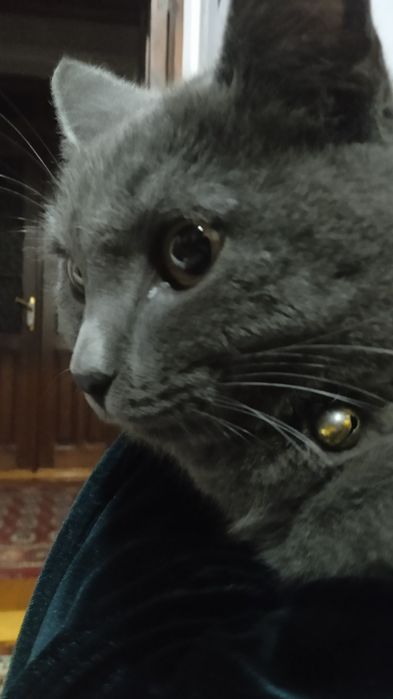 Britanskiy mushuk rasa zõr boqilgan faqat tez va aniq sotiladi