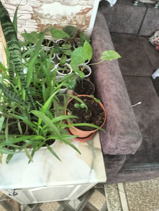 Домашние цветы. Акция