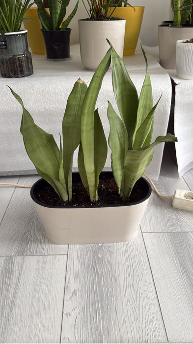 Комнатные растения