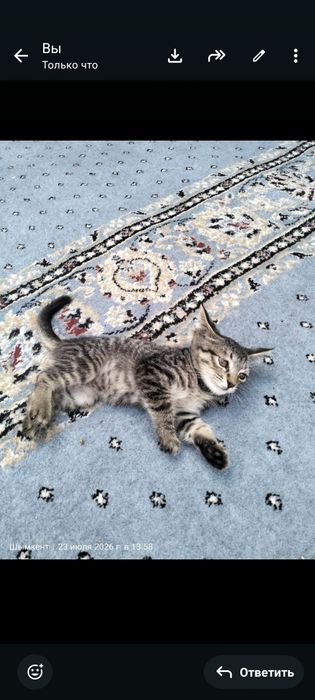 Марғау тегін. Котята бесплатно