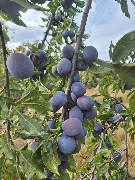 Prune de vanzare