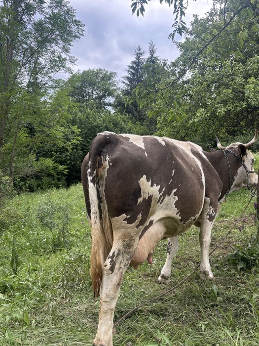 Vand vaca cu vitica