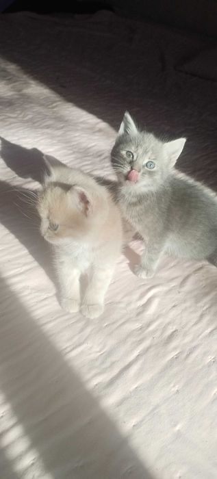 pisici mici adoptii