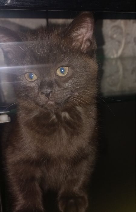 Котята шотландские