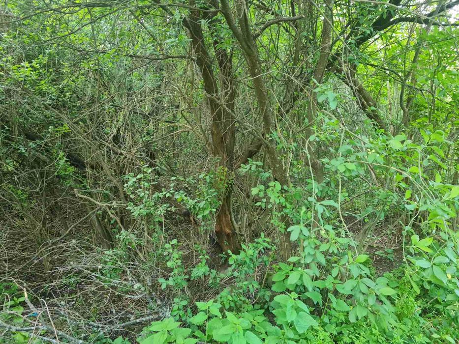 Продава се Парцел в с. Гоз, Област Перник - 648 кв.м за 10 €/кв.м - Снимка #6