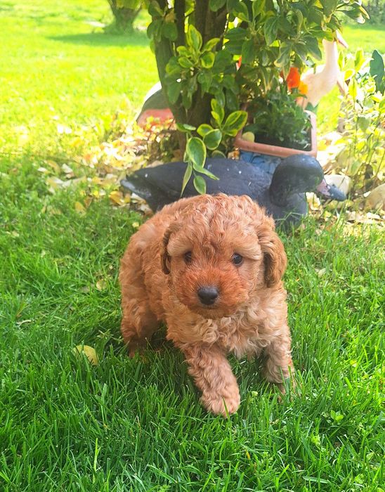 Той Пудел мини Пудел