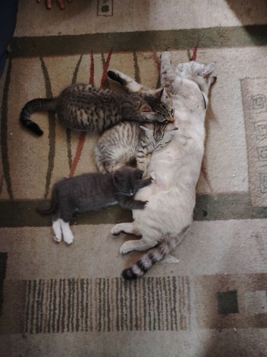 Отдам котят, мальчики.