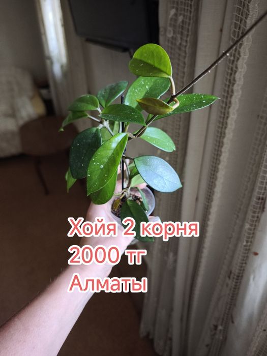 Комнатные цветы домашние