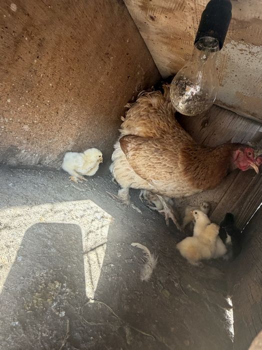 Продам курицу с цыплятами!