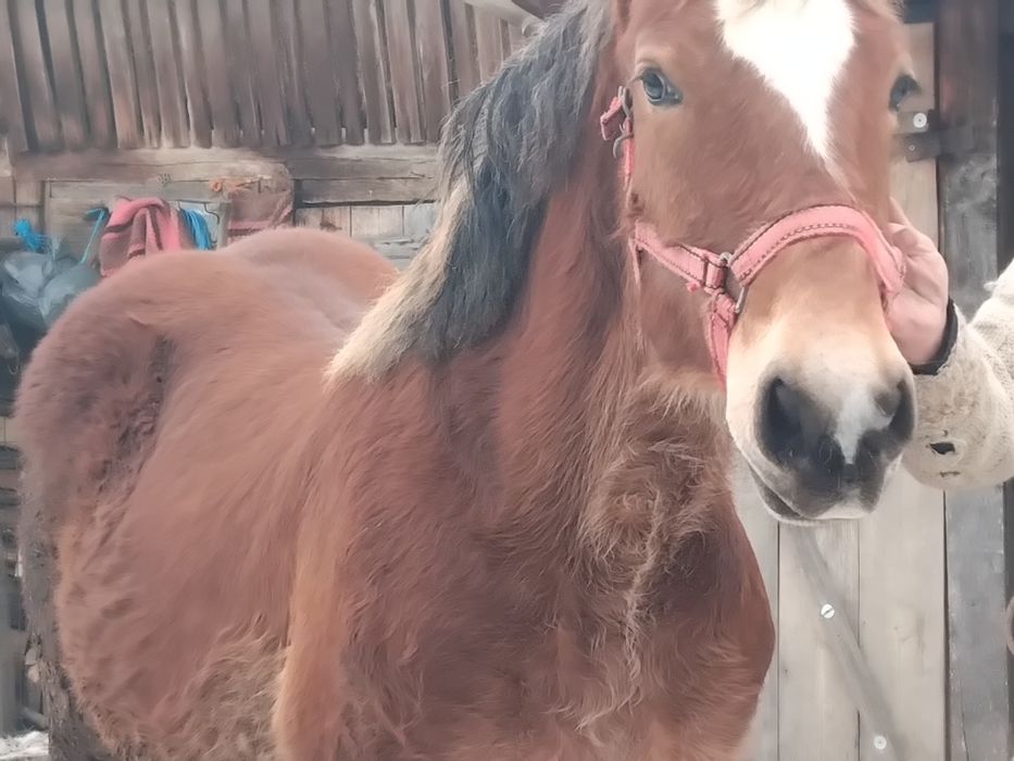 Mânz de vânzare 10 luni