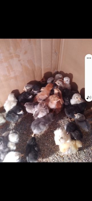 Продам хороших цыплят