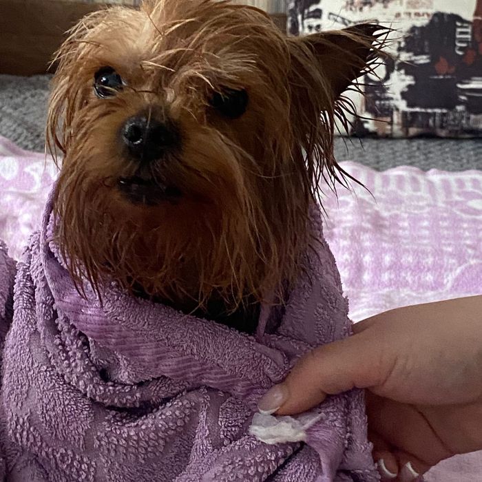 Найдена Собачка Порода Йорк звоните пишите