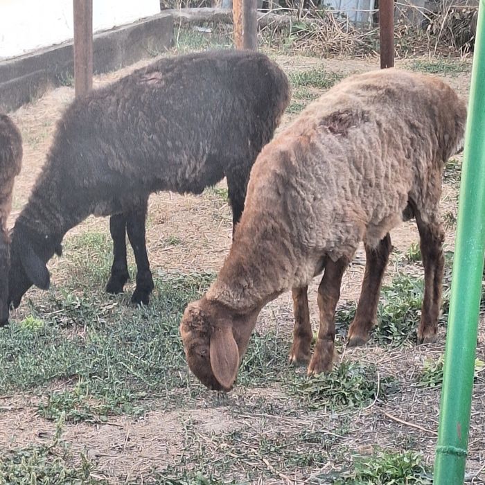 Продам овец баран кой