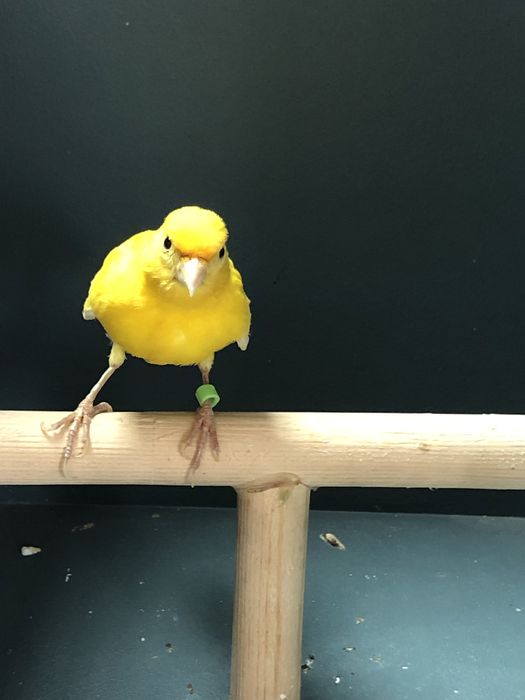 Канарейка (кенор) самец