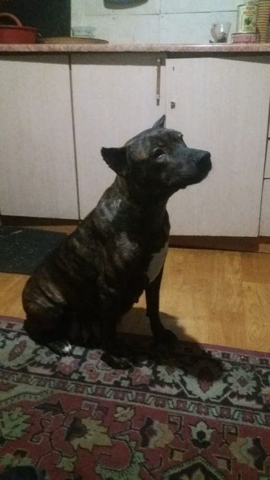 Открыта бронь на щенков