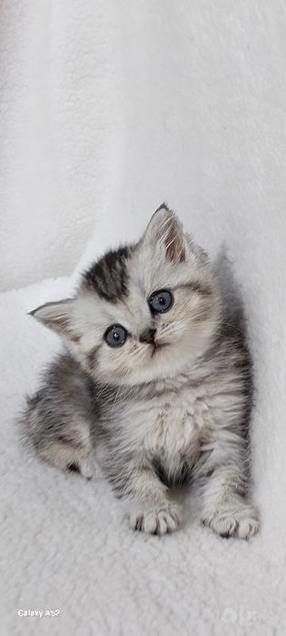 Продаются  котята  фолды  и страйты  кушают  уже  самостоятельно кушаю