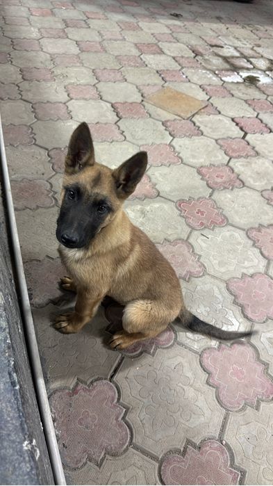 Малинуа , бельгийская овчарка