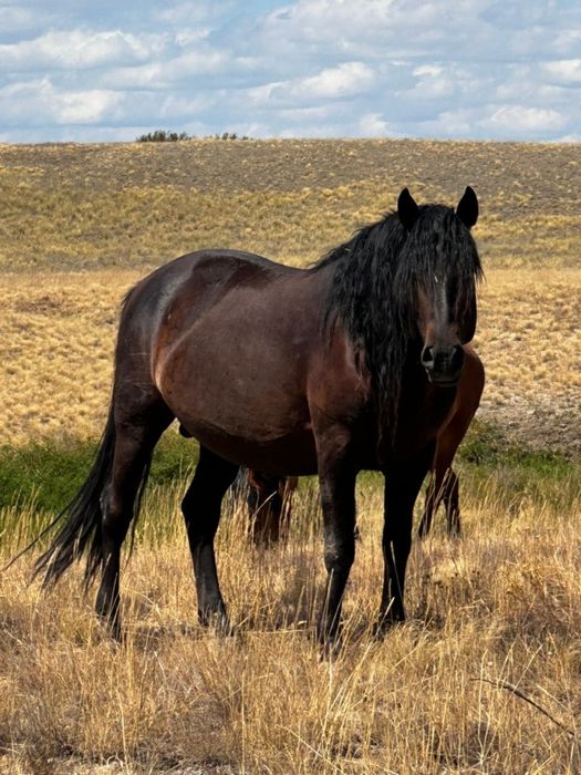 Мугалжар айгыр 24