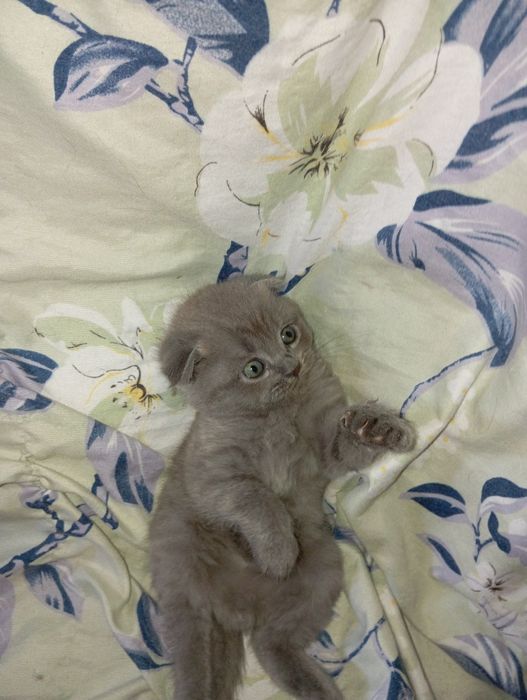 Мушуклар сотилади